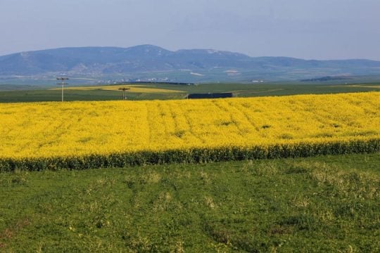 Ημέρα κρίσεως για την ΑΑΔΕ ως... ΟΠΕΚΕΠΕ